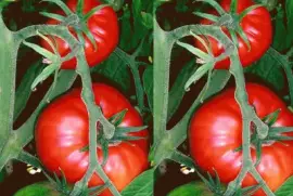 Tomate (Solanum lycopersicum)