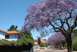 En Saavedra. Ciudad de Buenos Aires. Argentina