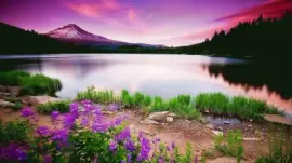 Purple Wild Flowers by Gorgeous Lake Setting jigsaw puzzle