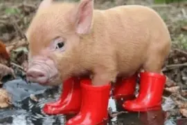 פאזל של sept14