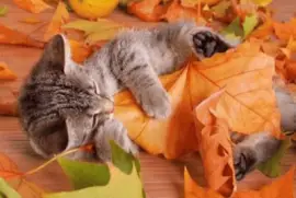 פאזל של sept26