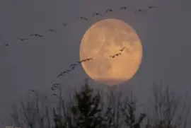 פאזל של sept28