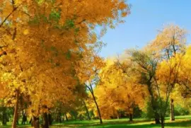 imagens jigsaw puzzle