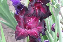 Plum-perty  gladiolas jigsaw puzzle