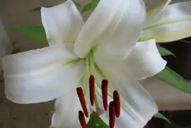 Azucena jigsaw puzzle