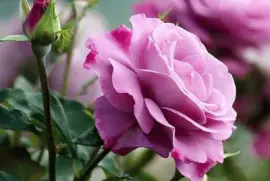 imagens jigsaw puzzle