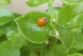 bichos jigsaw puzzle