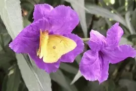 mariposa jigsaw puzzle