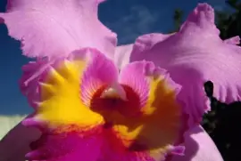 orquÃ­dea jigsaw puzzle