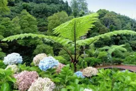 hortensias jigsaw puzzle