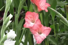  "Pretty-in-pink " Gladiolas