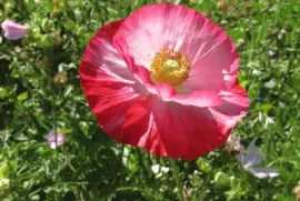 A different pink flower