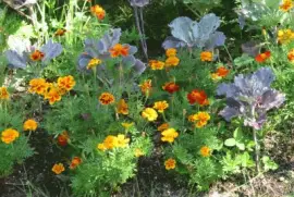 Marigolds in the garden jigsaw puzzle