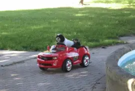  "Camero Sue "  out for another spin jigsaw puzzle