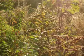Spider webs in the field at dawn jigsaw puzzle