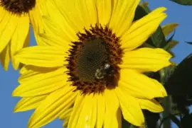 Bee on sunflower