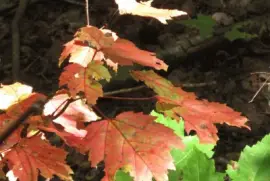 Maple trees changing to red jigsaw puzzle