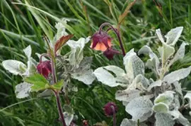 flower jigsaw puzzle