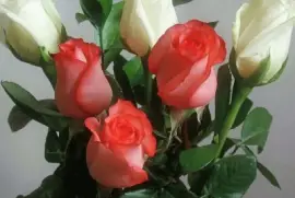 (14) Rosas