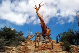 imagens jigsaw puzzle