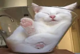 Gato Durmiendo Dentro de un Vaso de Vidrio