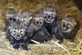 Ellos Tambien Tienen Su Dia Especial Octubre 04