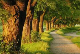 sendero jigsaw puzzle