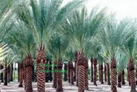 imagens jigsaw puzzle