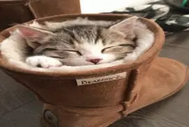 Un  Gatito Toma Su Siesta Dentro De Una Bota
