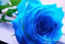 (28) Rosa Azul
