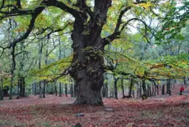 Forest jigsaw puzzle