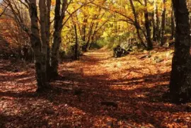 otoÃ±o jigsaw puzzle