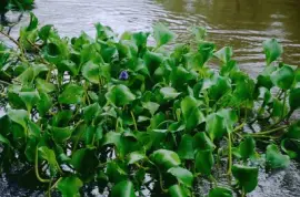 camalotes jigsaw puzzle