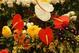 Gorgeous Tropical Fall Flowers