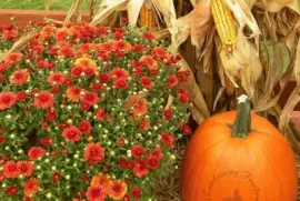 imagens jigsaw puzzle