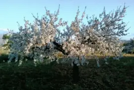 almendro jigsaw puzzle