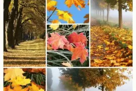 (40) Outono jigsaw puzzle