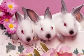 פאזל של (46) Coelhos