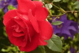 פאזל של (52) Rosa