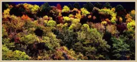 otoÃ±o jigsaw puzzle