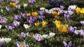 פאזל של primavera