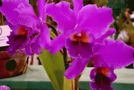 פאזל של orquÃ­deas