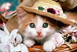 פאזל של imagens