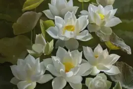 פאזל של imagens