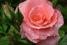 פאזל של (53) Rosa