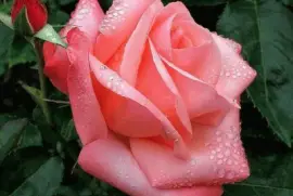 פאזל של (54) Rosa