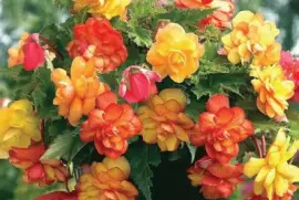 פאזל של (55)Vaso de Flores