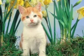 פאזל של (56) Gatinho