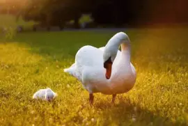 mama cisne