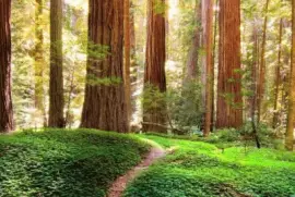 camino jigsaw puzzle